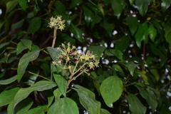 Hedera sinensis
