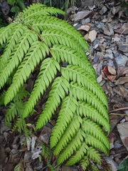 Woodwardia unigemmata