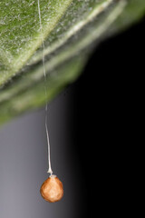 Theridiosoma
