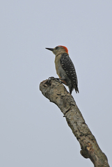 Melanerpes rubricapillus