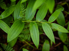 Streptopus lanceolatus