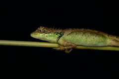 Monilesaurus ellioti