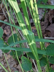 Poaceae