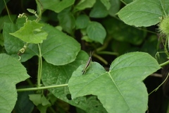 Neorthacris