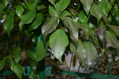 Hedera sinensis