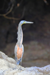 Tigrisoma mexicanum