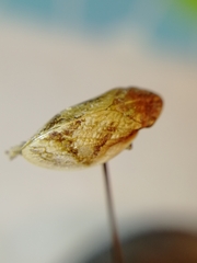 Lepyronia coleoptrata