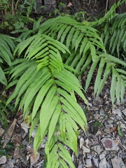 Menisciopsis penangiana