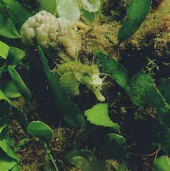 Hippocampus guttulatus