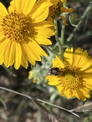 Copestylum marginatum