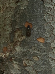 Graptopsaltria nigrofuscata