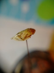 Lepyronia coleoptrata