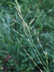 Poaceae