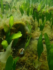 Hippocampus guttulatus