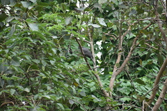 Eudynamys scolopaceus