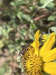 Copestylum marginatum