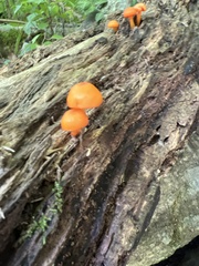 Hygrocybe cantharellus
