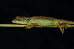 Monilesaurus ellioti