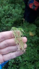 Sphagnum girgensohnii