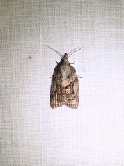 Platynota idaeusalis