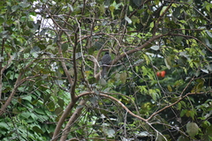 Eudynamys scolopaceus