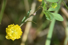Trifolium campestre