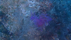 Flabellina affinis