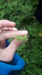 Sphagnum girgensohnii