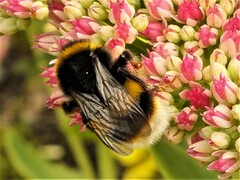 Bombus terrestris audax
