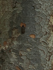 Graptopsaltria nigrofuscata