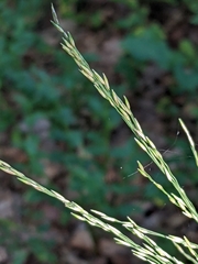 Poaceae