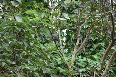 Eudynamys scolopaceus