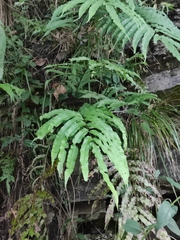 Menisciopsis penangiana