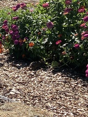 Sylvilagus floridanus