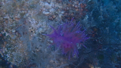 Flabellina affinis