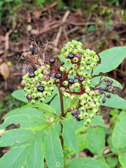 Sambucus ebulus