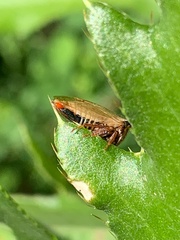 Aphrodes
