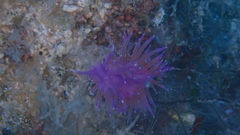 Flabellina affinis