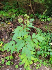 Sambucus ebulus