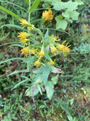 Solidago macrophylla