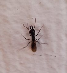 Odontomachus haematodus