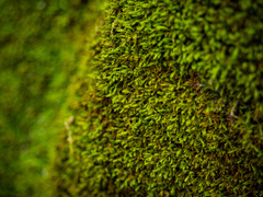 Pseudanomodon attenuatus