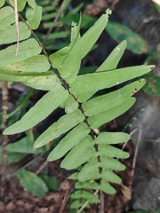 Pteris vittata