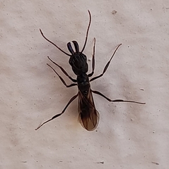 Odontomachus haematodus