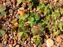 Oxalis compressa