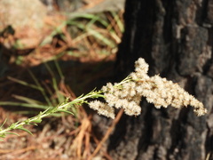 Solidago chilensis