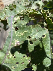 Murgantia histrionica