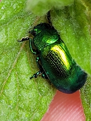 Chrysolina herbacea