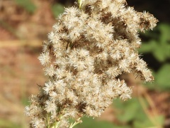 Solidago chilensis