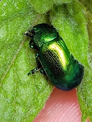 Chrysolina herbacea